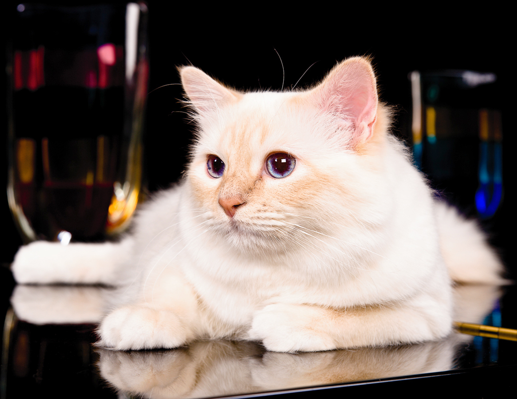 Pet